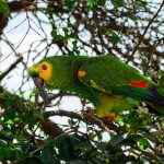 Uganda: Police Hunt for Driver in Fatal Hit-and-Run That Killed Entertainer Master Parrot