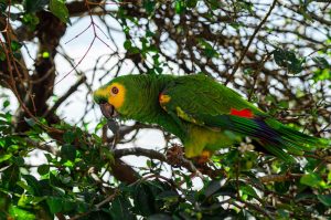 Uganda: Police Hunt for Driver in Fatal Hit-and-Run That Killed Entertainer Master Parrot